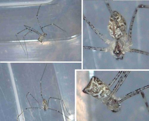Crossopriza lyoni